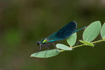 libellula verde e blu si posa sulla pianta