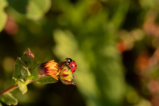 macro coccinella rossa cammina sul fiore arancione in primavera