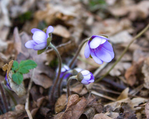 Bright and tender - the first spring forest flowers against the background of last year's leaves.