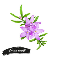 Crowea exalata, small crowea or waxflower, flowering plant in Rutaceae, native to Queensland, New South Wales and Victoria in Australia. Watercolor hand drawn pink flowers and green leaves.