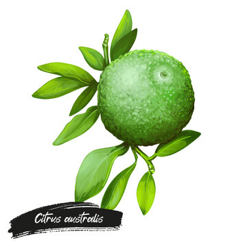 Citrus australis or round lime isolated digital art illustration. Watercolor green lemon, citron detox fruit native to Australia. Australian citrus aroma plant on branch with green leaves
