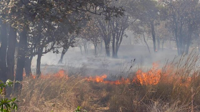 Fuerte grande incendio con mucho y extenso fuego alto desastre forestal incendiando pastizal pasto cerca de casas en zona residencial
