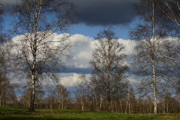 Taiga und Heide Landschaft mit Birken, Betula pendula, Land und Wiese mit Bäumen