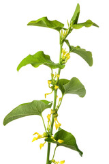European  birthwort plant with flowers