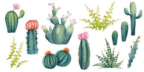 Watercolor cactus and succulent set. Hand painted exotic plant. Mexican flowers. Illustration of houseplant for sticker, home decor.