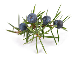 Fototapeta premium Juniper branch with blue berries