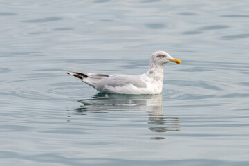 Fototapeta na wymiar A black ring billed gull is swimming on a blue colored pond. The gull has a yellow eye with a red ring. Its beak is yellow with a black circle with yellow legs, white, grey, and black feathers.