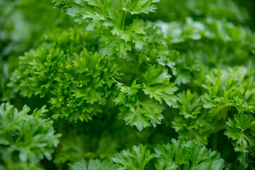 A lush green root parsley plant growing naturally in a garden box. The fresh plant has long green...