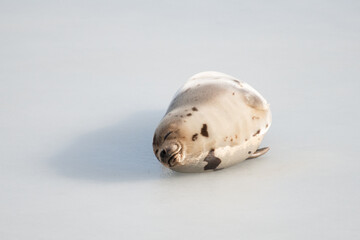 A large grey harp seal or harbour seal on white snow and tall yellow grass steering forward with a sad face. The wild gray seal has long whiskers, light fur or skin, dark eyes, and heart shaped nose. 