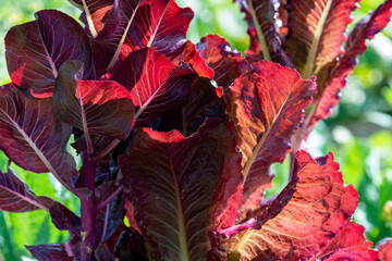 Tall red romaine lettuce leaves grow tall on their stalks. The crop has the sun shining on the long...