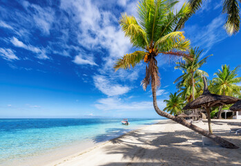 Palm trees in tropical sunny beach resort in Paradise island.
