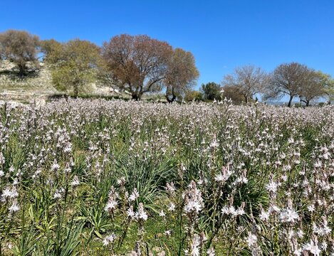 Selective focus on affodills. Field of flowers known as &lsquo;Asphodelus Aestivus&lsquo; and trees on the background.