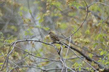 Gorrión posado rama