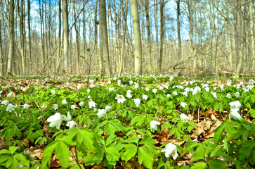 a beautiful white wood anemone in the forest in springtime
