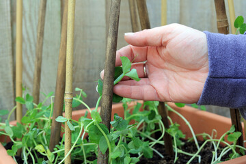 A Hand Training A Pea Plant To Climb A Bamboo Cane Frame.