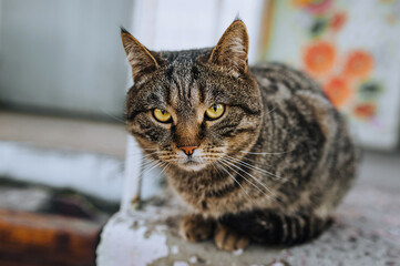 A beautiful gray striped cat sits in nature. Portrait, photograph of an animal.
