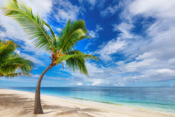 Fototapeta na wymiar Palm trees in sandy beach in tropical island and turquoise sea 