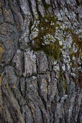 Stamm einer alten knorrigen Eiche, Quercus robur