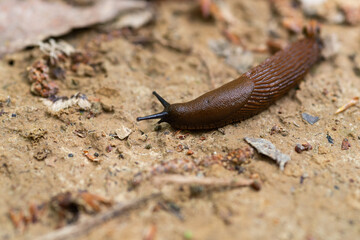 close up of a snail nudibranch on ground