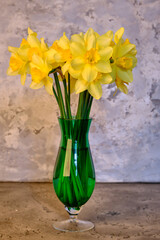 Spring flowers, yellow daffodils in a vase on a gray background
