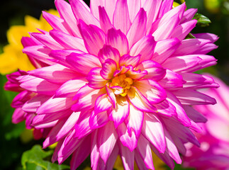 Close-up of a white and magenta colored Dahlia blooming in early morning light