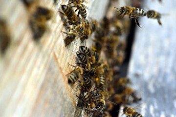 Bienen schwirren um einen Bienenstock