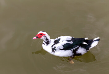 The female Muscovy duck (Cairina moschata) close-up