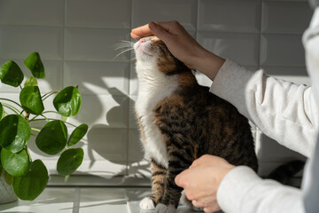 Closeup of woman stroking cute lovely cat at home, showing love to his owner. Sunlight. Pet lovers...