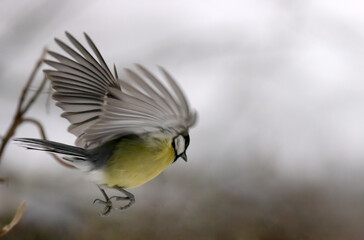 yellow large tit in flight on grey