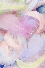 Colorful feather background, top view.