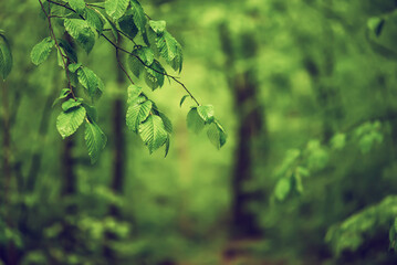 Spring green forest