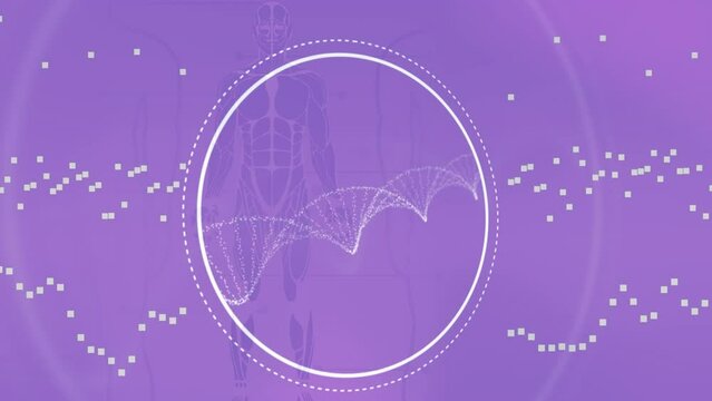 Animation of dna and human model over violet background