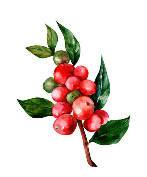 Red arabica coffee beans on a branch isolated, watercolor illustration