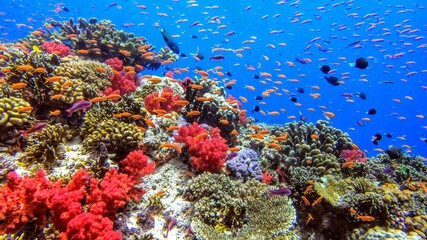 Naklejka na ściany i meble Colorful Coral Reef Diving in Fiji