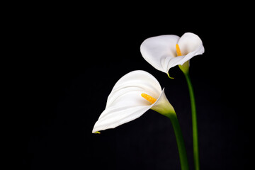 White flower calla lilies on black background with copy space.