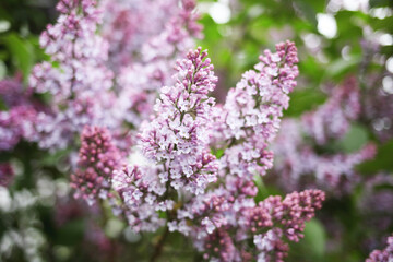 lilac flowers in the garden