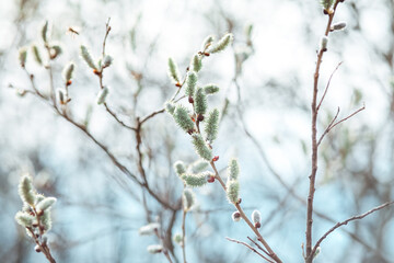 branches in spring