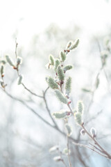 Spring branches Catkins Willow. 