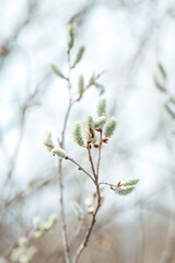 Spring branches Catkins Willow. 