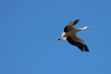 migratory wild bird white stork in its habitat-