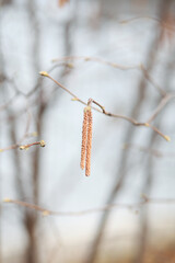 catkins on a branch
