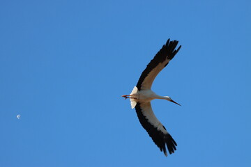 migratory wild bird white stork in its habitat-