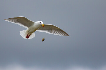 Glaucous-Winged Gull Practicing Clam Dropping on a Rocky Beach