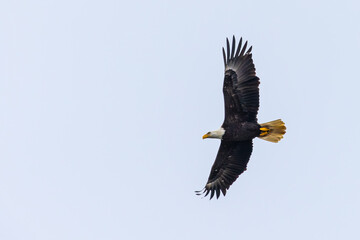 Bald Eagle in Flight on a Rainy Day in the Pacific Northwest