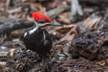 Pileated Woodpecker Foraging on Blow Down