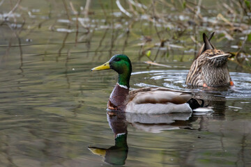 Mallard Duck Swimming on a Quiet Pond