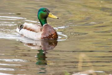 Mallard Duck Swimming on a Quiet Pond