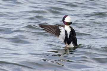 Bufflehead Ducks Enjoy Early Spring on Puget Sound