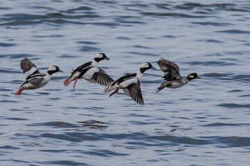 Bufflehead Ducks Enjoy Early Spring on Puget Sound