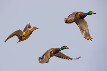 Trio of Mallard Ducks in Flight on a Sunny Morning